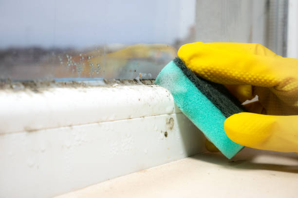 Best Black Mold Removal  in Belle Plaine, MN