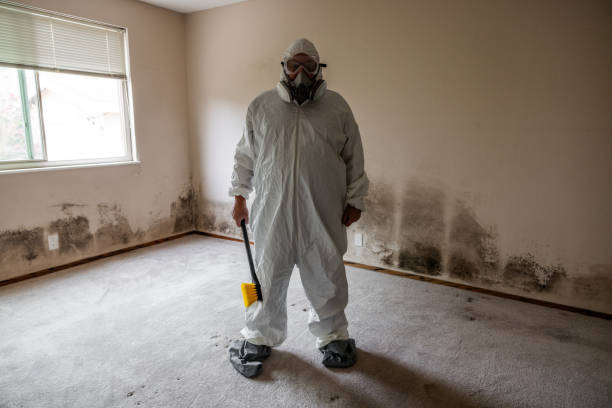 Best Mold Removal and Inspection  in Belle Plaine, MN