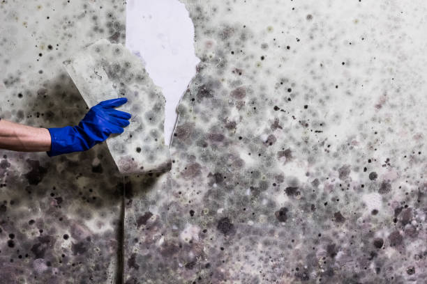 Belle Plaine, MN Mold Removal Company